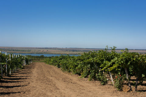 Виноградники на схилах озера Ялпуг