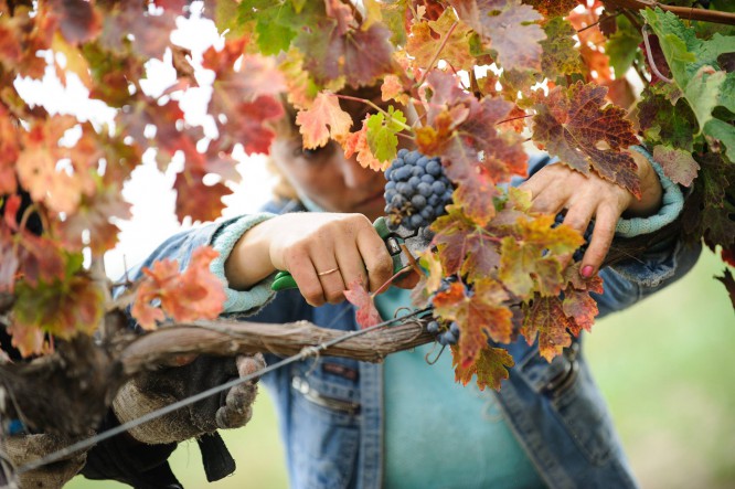 Технічний сорт червоного винограду Каберне