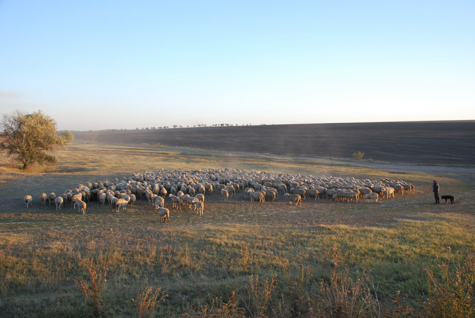 Цегейська порода овець