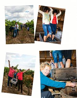 Праздник сбора урожая на винодельне "Колонист"